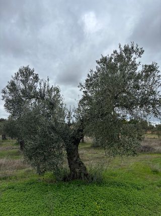 Terreno con olivos