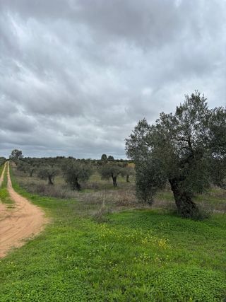 Terreno con olivos