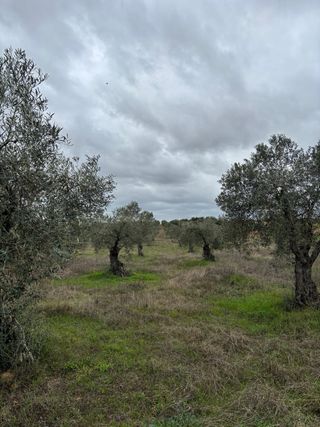 Terreno con olivos