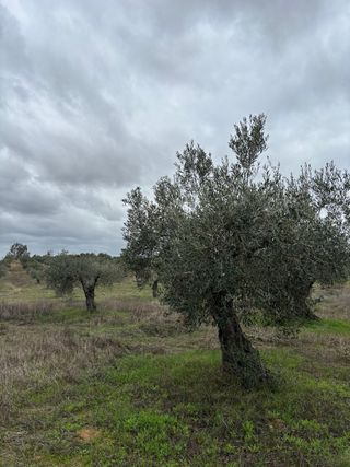 Terreno con olivos