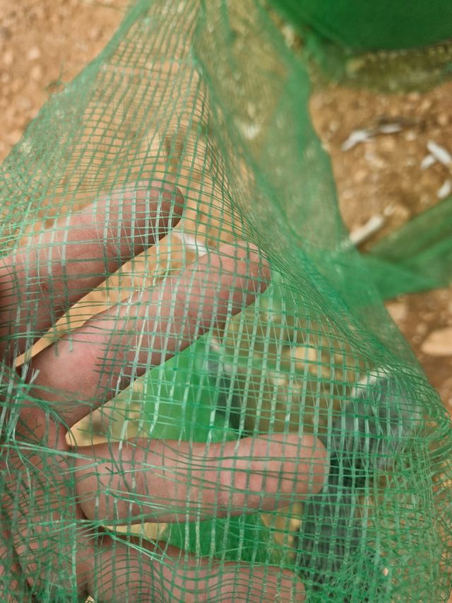 TELA ANTIGRIETA CONTRUCION