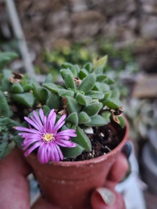 Delosperma obtusum
