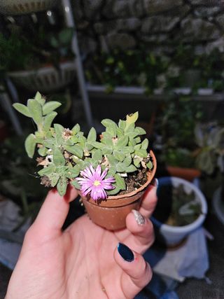 Delosperma obtusum