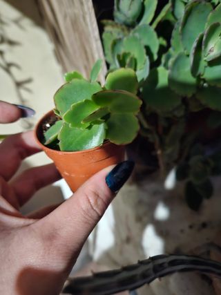 kalanchoe fedtschenkoi