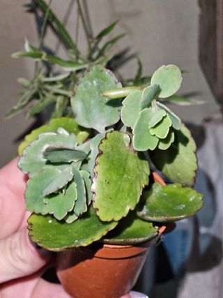 kalanchoe fedtschenkoi