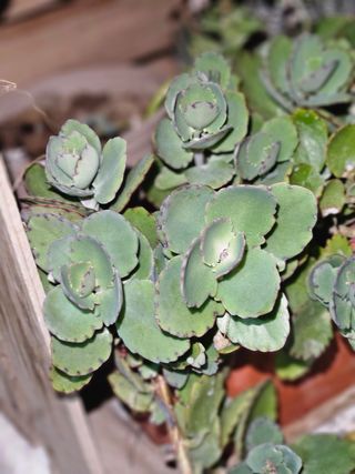 kalanchoe fedtschenkoi