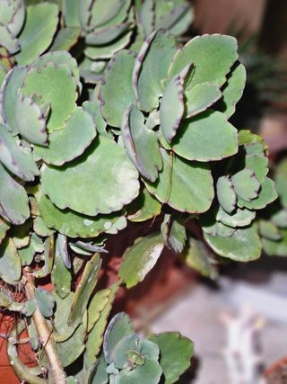 kalanchoe fedtschenkoi