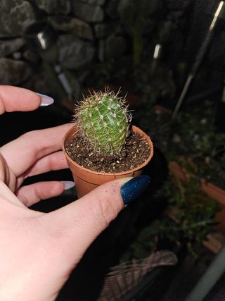  Cactus fiore rosa 🌵