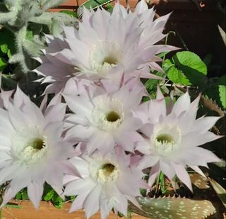  Cactus fiore rosa 🌵