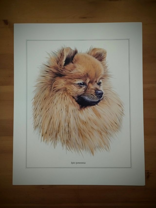 PRECIOSA COLECCIÓN 7 LAMINAS DE PERROS