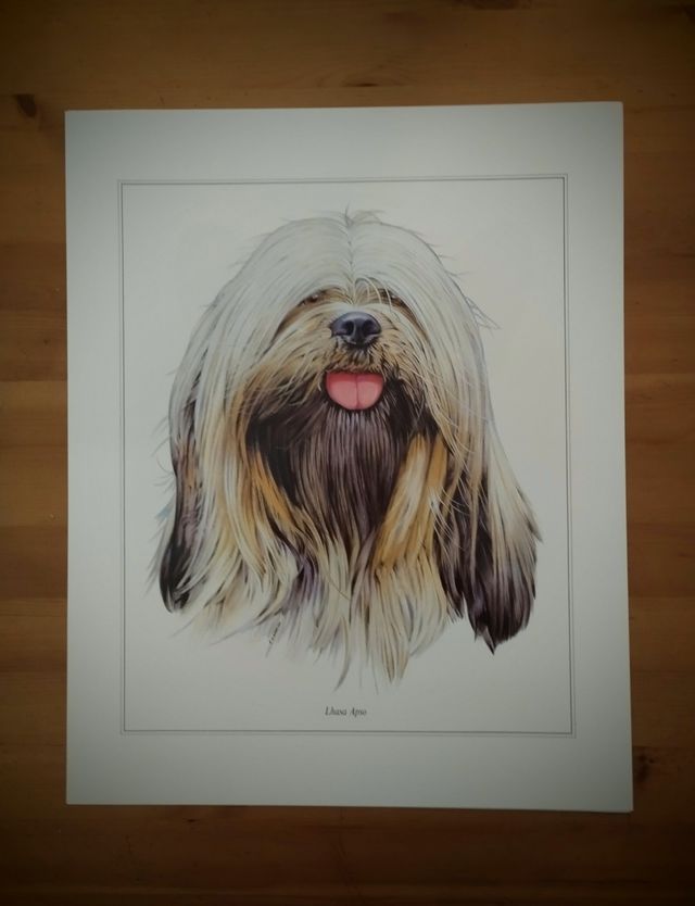 PRECIOSA COLECCIÓN 7 LAMINAS DE PERROS