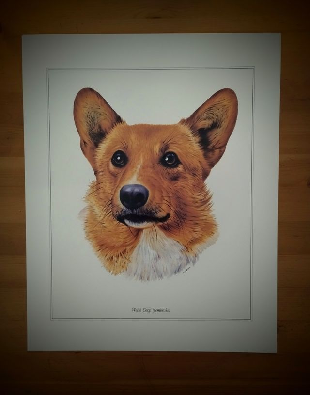 PRECIOSA COLECCIÓN 7 LAMINAS DE PERROS