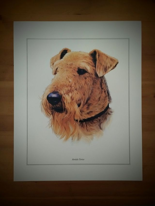 PRECIOSA COLECCIÓN 7 LAMINAS DE PERROS