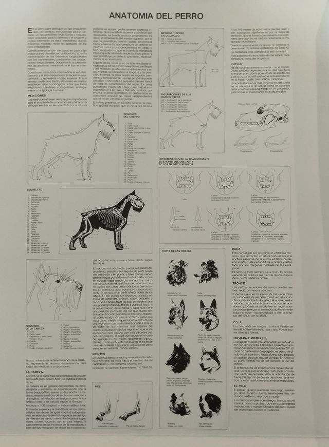 PRECIOSA COLECCIÓN 7 LAMINAS DE PERROS