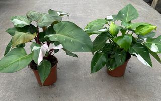Philodendron white princess