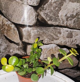 Portulacaria afra