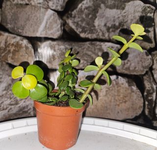 Portulacaria afra
