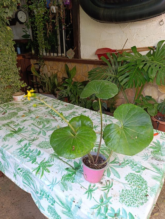 ✅️Boinas de Vascos✅️