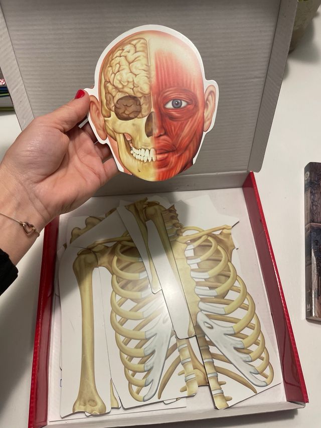 Human Body juego de imanes.