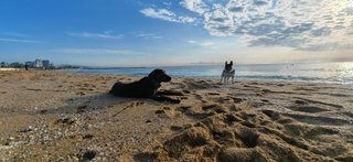 PERROS:PASEOS,EXCURSIONES A LA MONTAÑA, RESIDENCIA