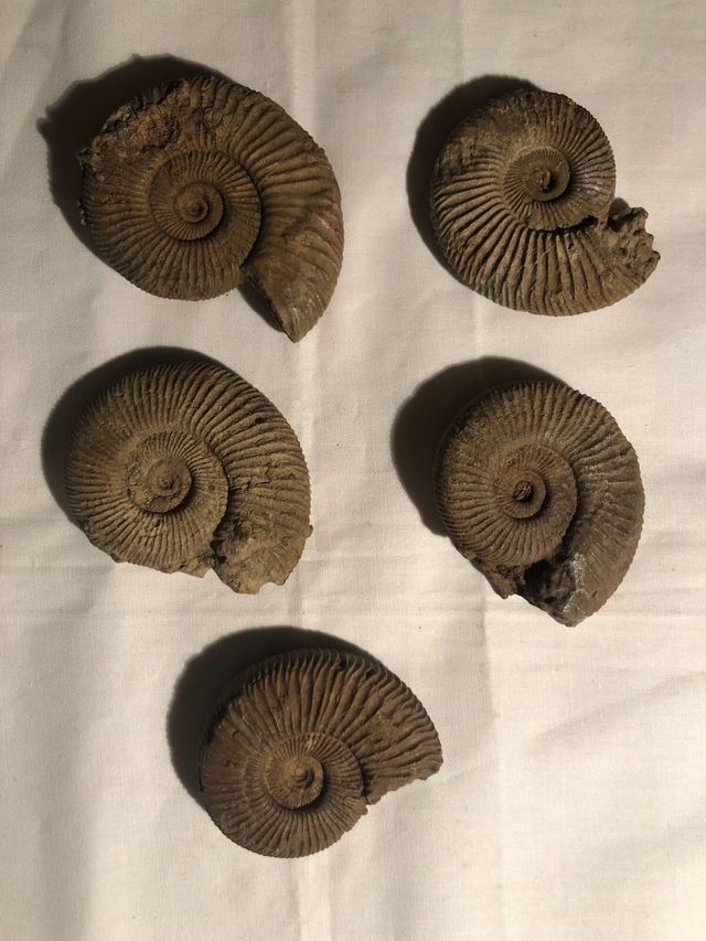 AMONITES Franceses 400 millones años