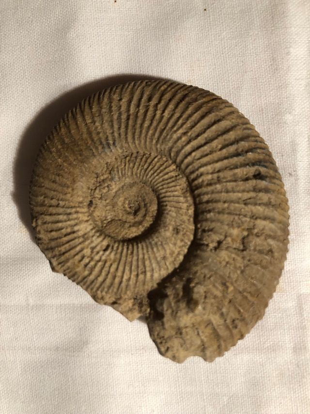 AMONITES Franceses 400 millones años