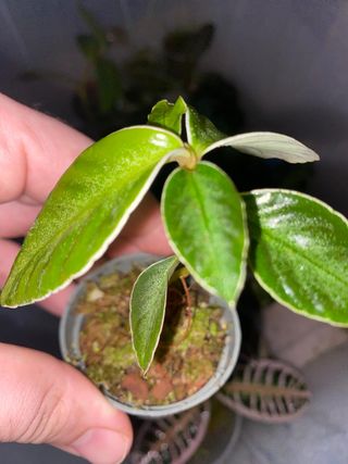 planta terrario Labisia neon stripe