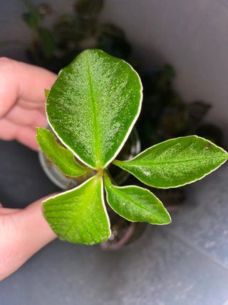 planta terrario Labisia neon stripe