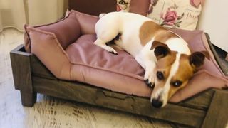 Venta camas para perros y gatos.