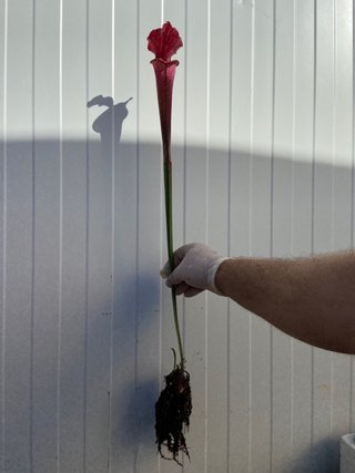 plantas carnivoras, L 57 mk burgundy