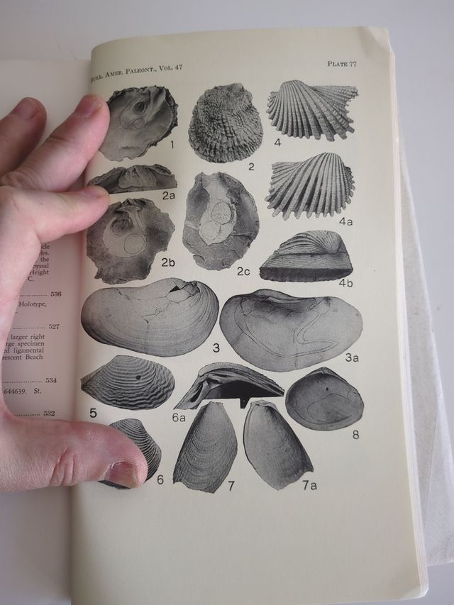 Trabajos sobre paleontología americana