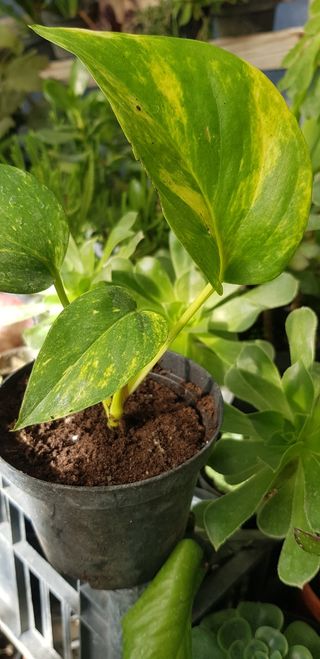 5 vasi piccoli con piantina di photos striata