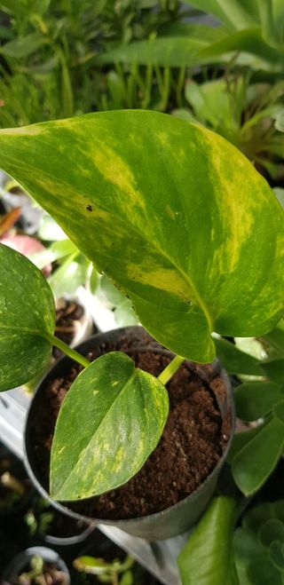 5 vasi piccoli con piantina di photos striata