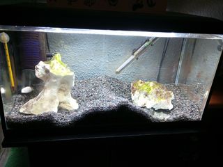 Acuario 