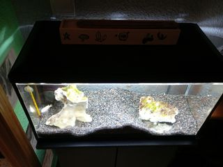 Acuario 