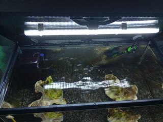 Acuario 