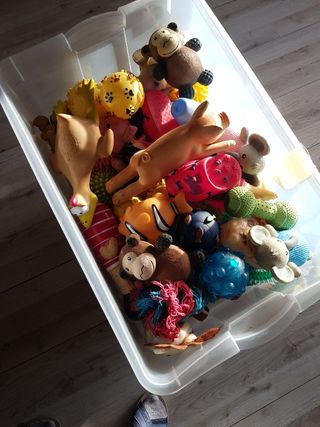 Giochi per cani