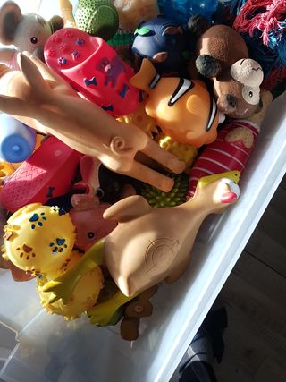 Giochi per cani