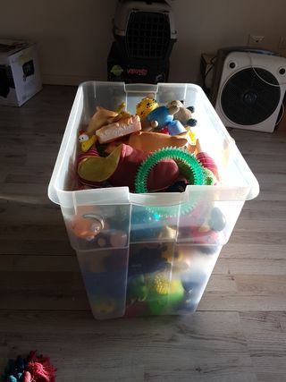 Giochi per cani