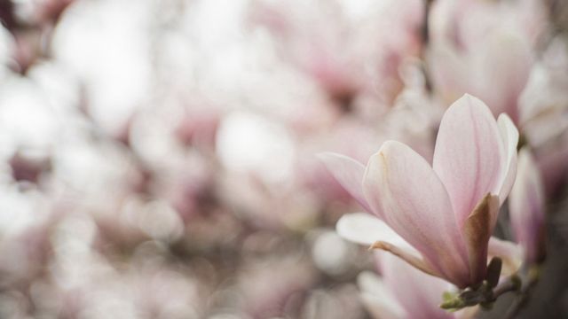 Jupiter-3 50mm f/1.5 1963 an., NOVO