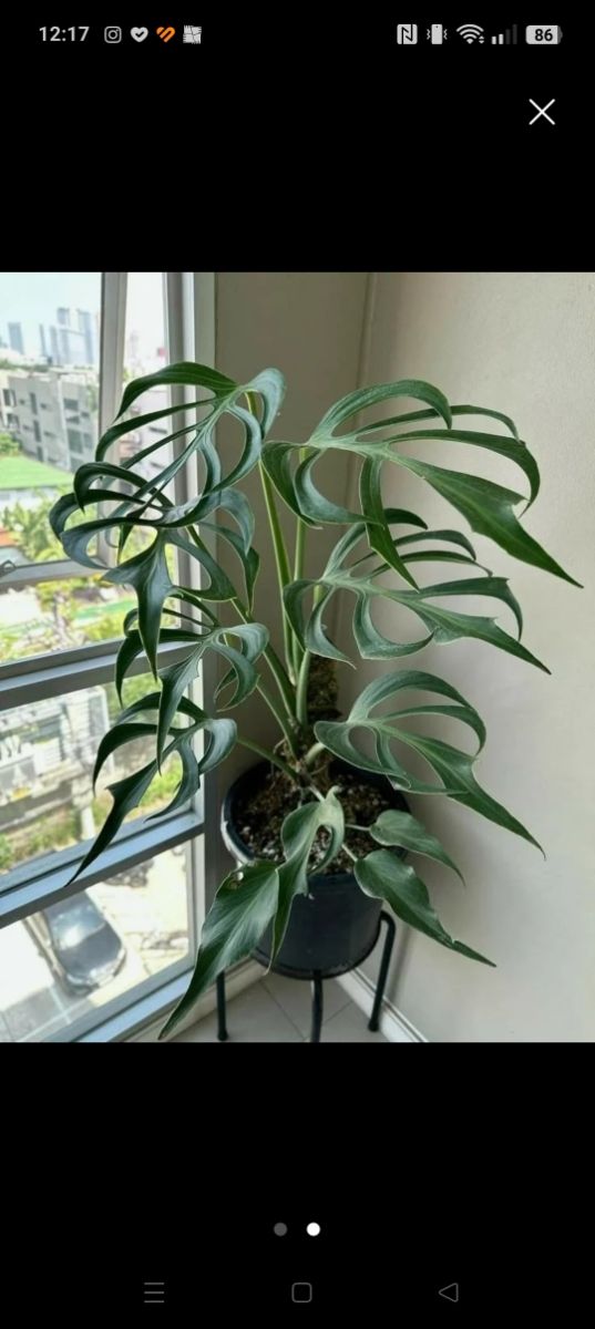 Monstera Burle Marx Flame