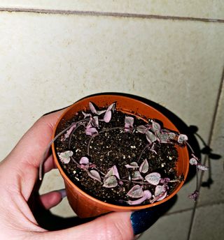 Ceropegia woodii (collana di cuori)