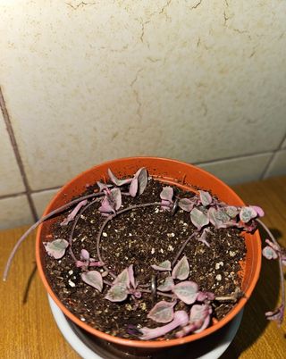 Ceropegia woodii (collana di cuori)