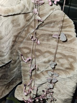 Ceropegia woodii (collana di cuori)
