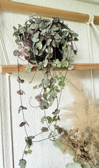 Ceropegia woodii (collana di cuori)