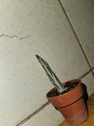 Senecio stapeliiformis