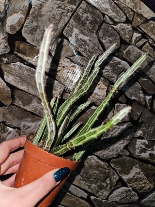 Senecio stapeliiformis