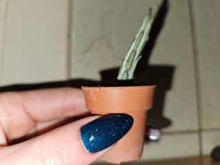Senecio stapeliiformis