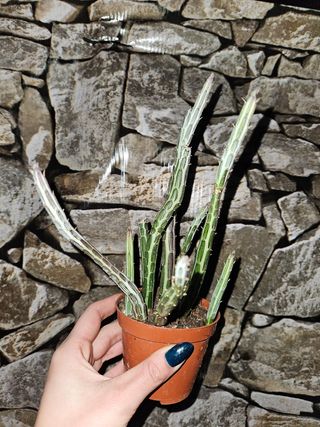 Senecio stapeliiformis