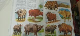 Enciclopedia Juvenil de la Naturaleza